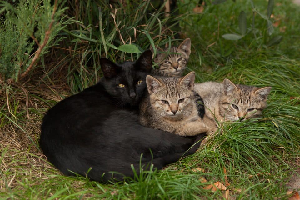 Les raisons de la disparition régulière des chats – Le Blog Féminin