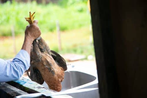Comment-tuer-une-poule-2 jpeg