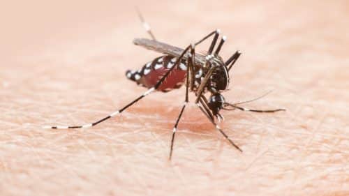 pourquoi les mouches piquent
