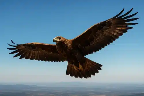 Un rapace majestueux en vol dans un ciel dégagé, symbolisant la liberté et la perspective spirituelle